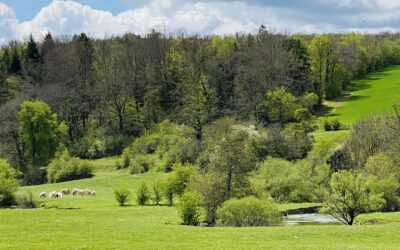Le parc national des forets